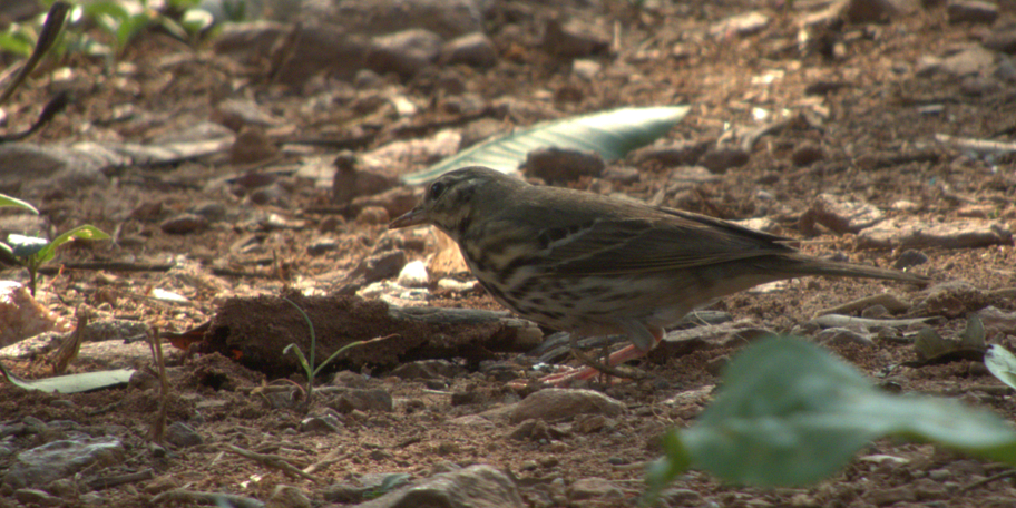 Olive-backed Pipit - ML617981520