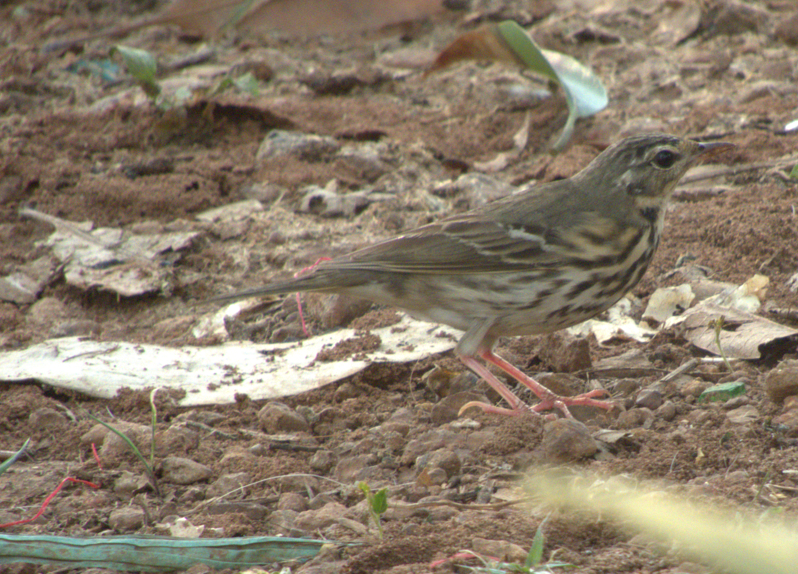 Olive-backed Pipit - ML617981521