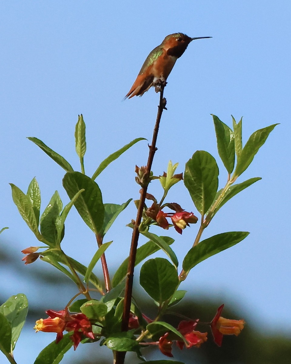 Allen's Hummingbird - ML617981522