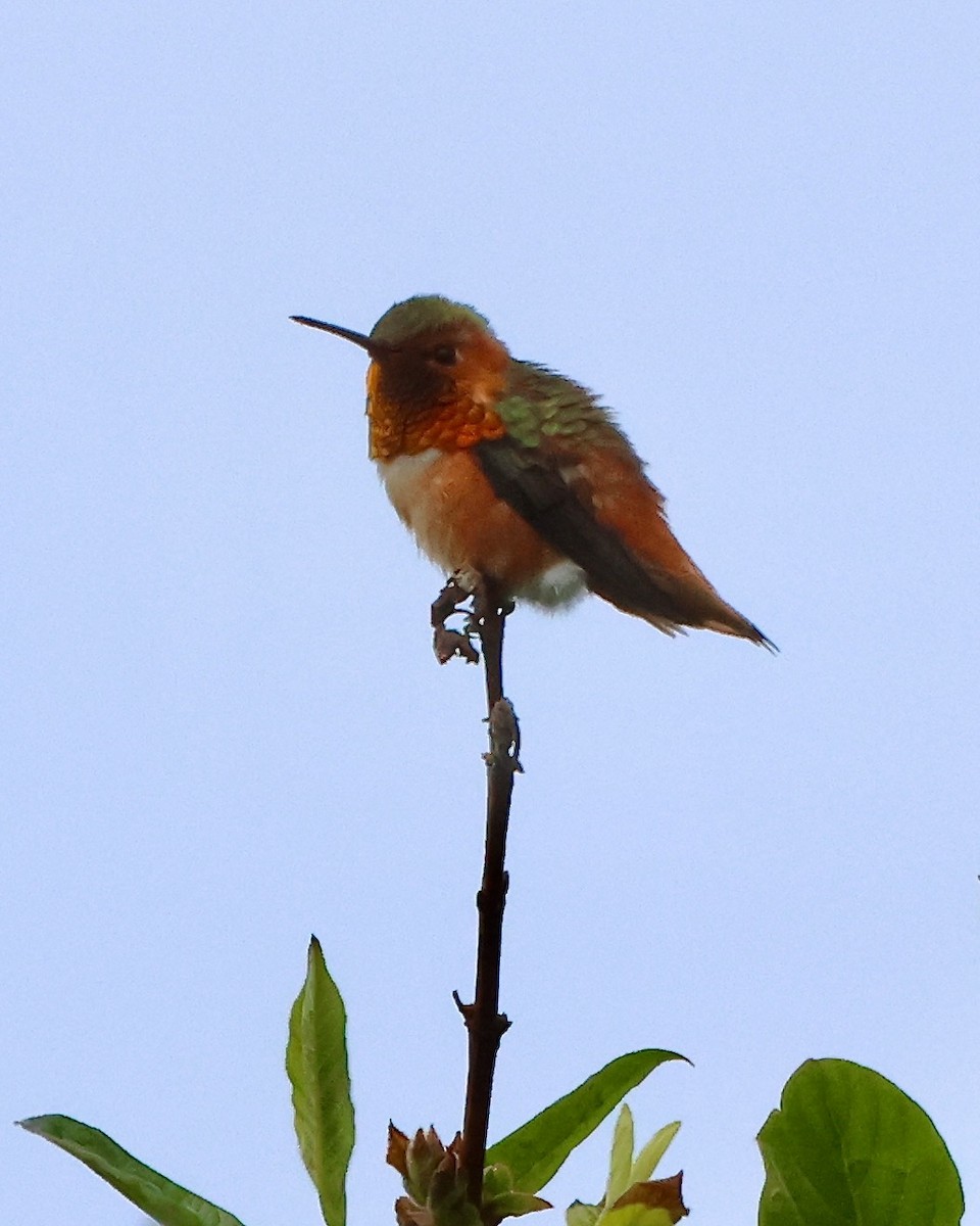 Allen's Hummingbird - ML617981523