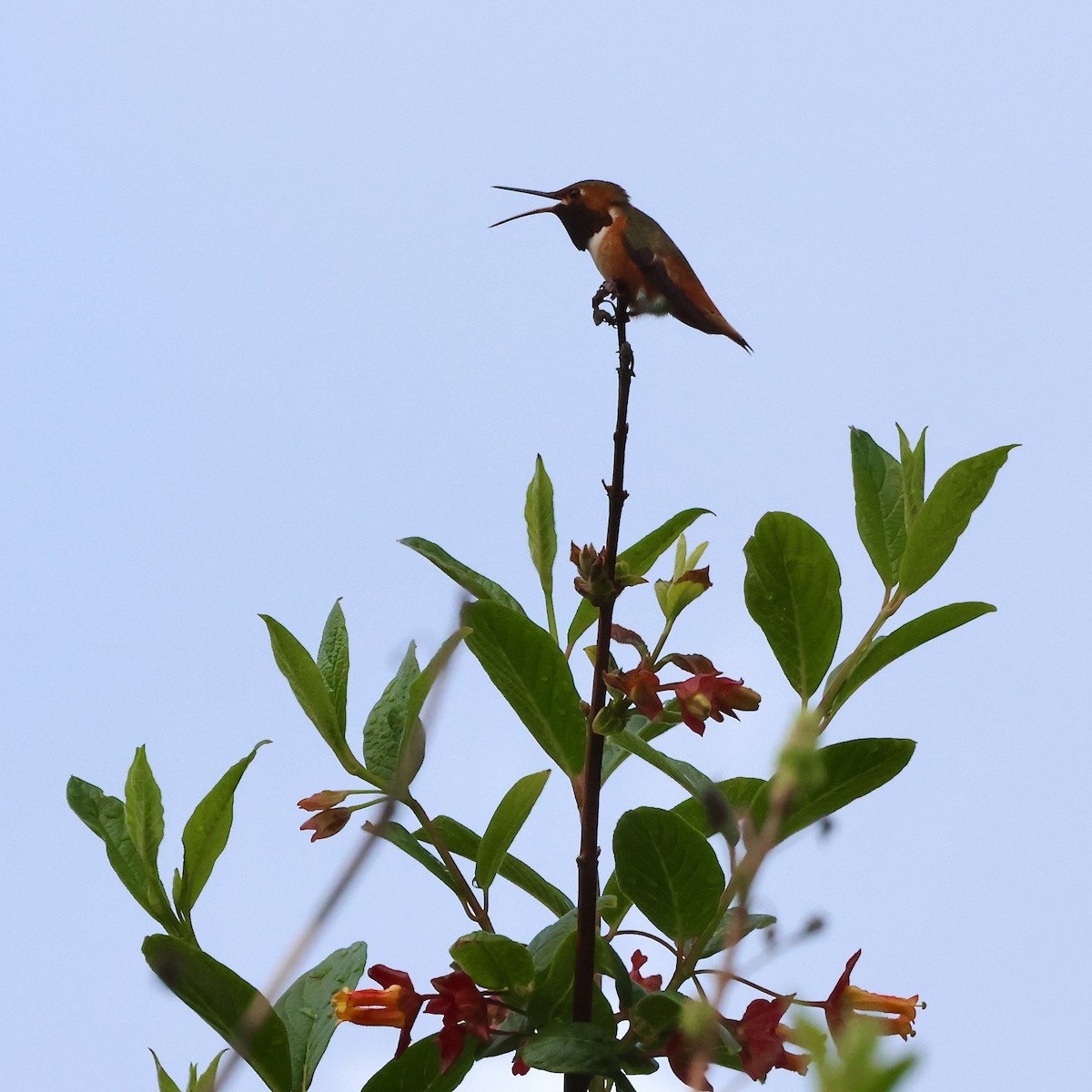 Allen's Hummingbird - ML617981524