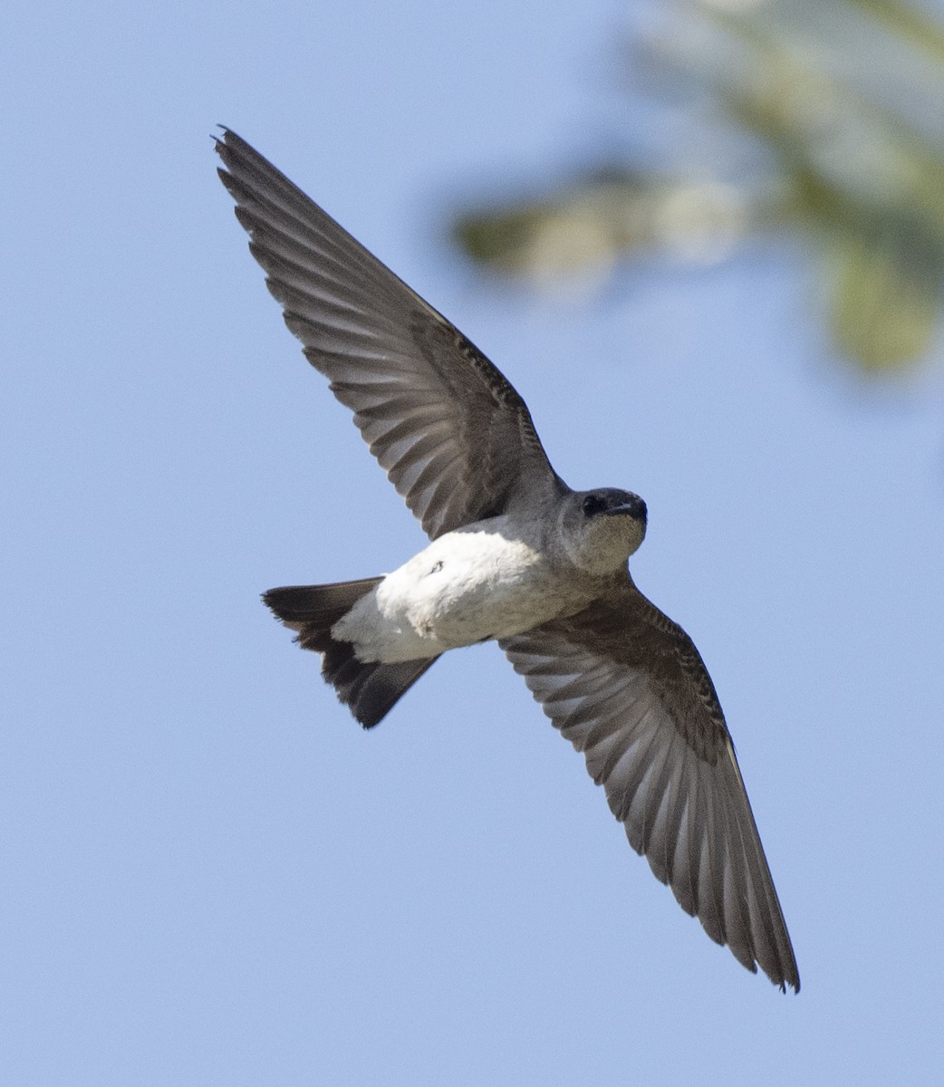 Northern Rough-winged Swallow - ML617981527