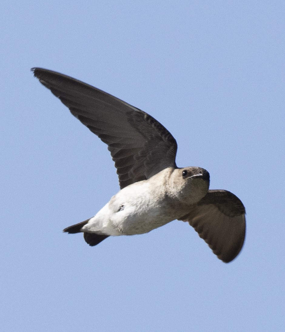 Northern Rough-winged Swallow - ML617981528