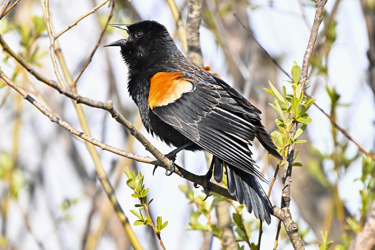 Red-winged Blackbird - Cliff Hodge