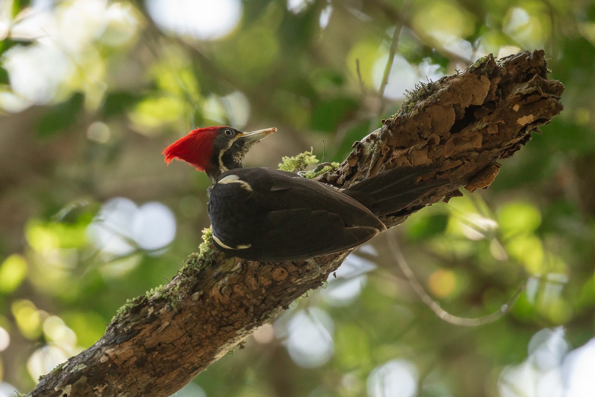 Lineated Woodpecker - Matthew Sim