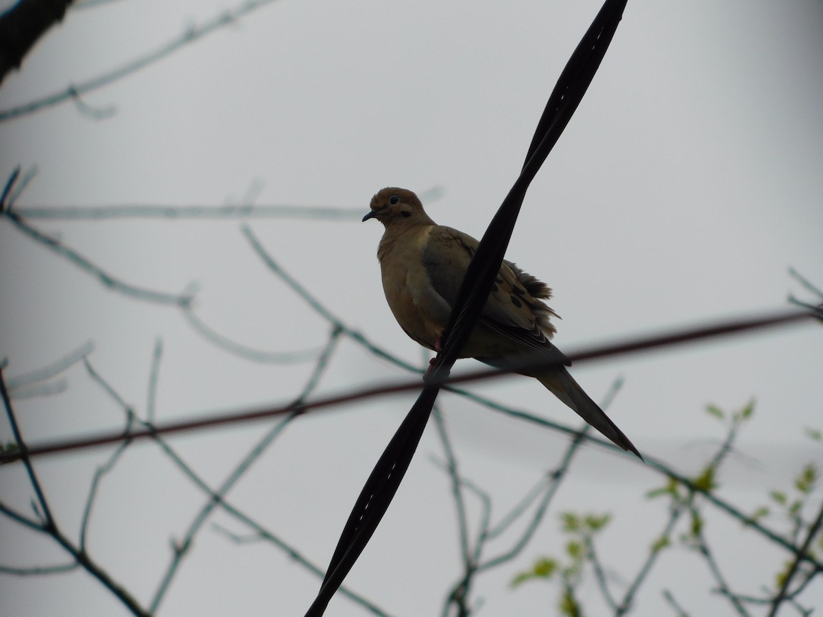 Mourning Dove - Mireille Spicer