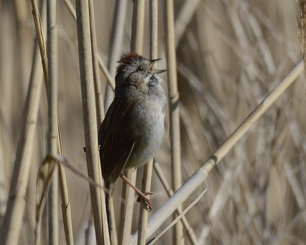 Swamp Sparrow - ML617981596