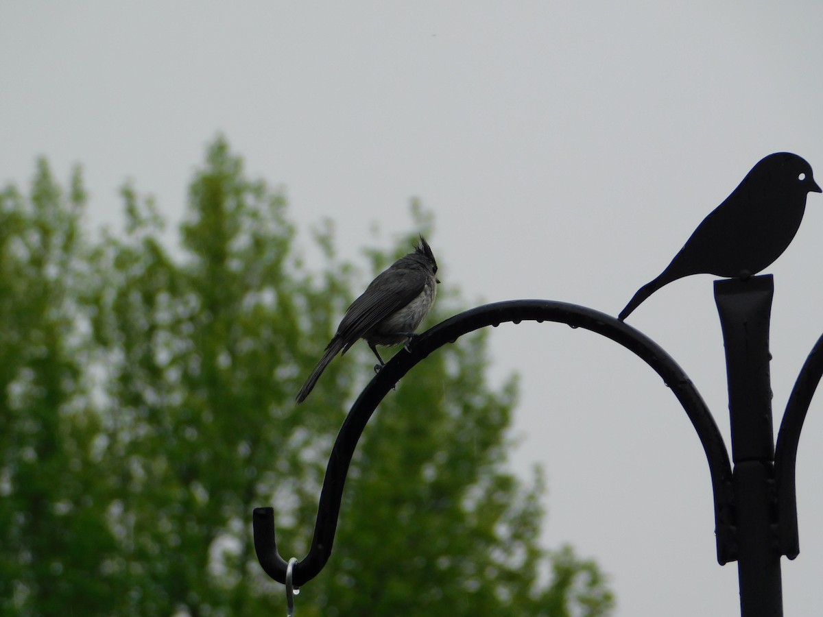 Tufted Titmouse - Mireille Spicer