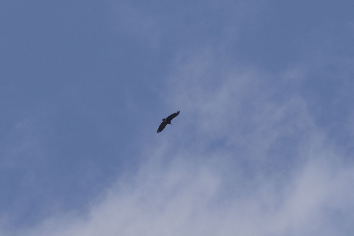 Cinereous Vulture - ML617981622