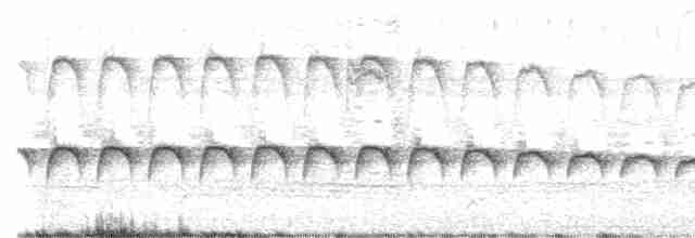 Длиннохвостая батара - ML617981629