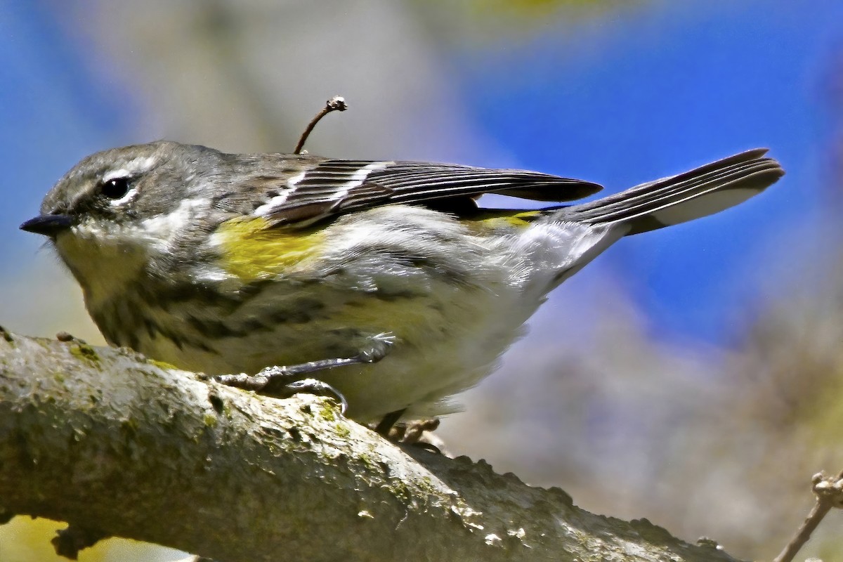 Yellow-rumped Warbler - Cliff Hodge
