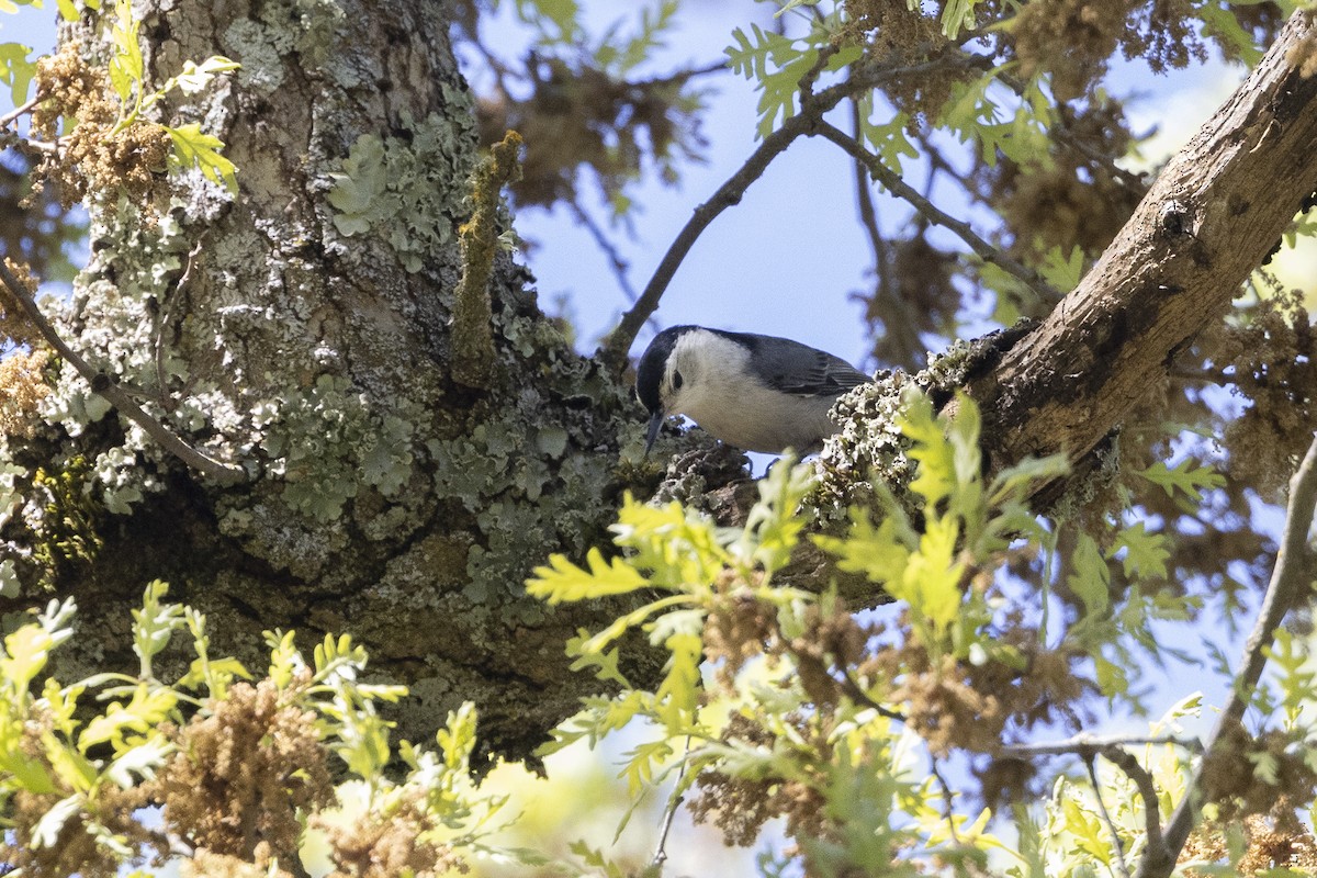 White-breasted Nuthatch - ML617981733