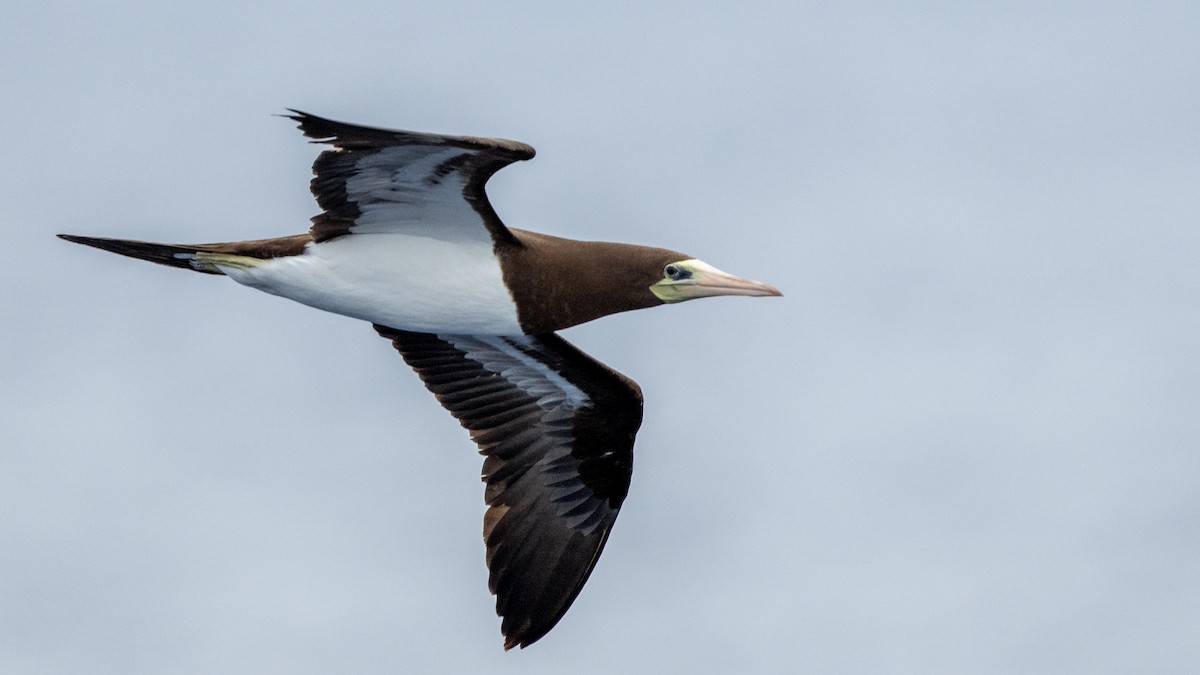 Brown Booby - ML617981734