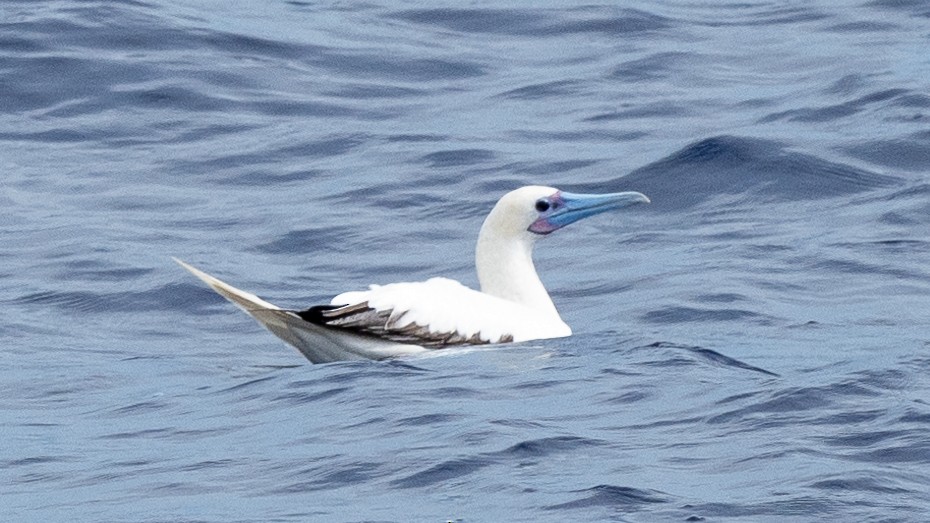 Red-footed Booby - ML617981740