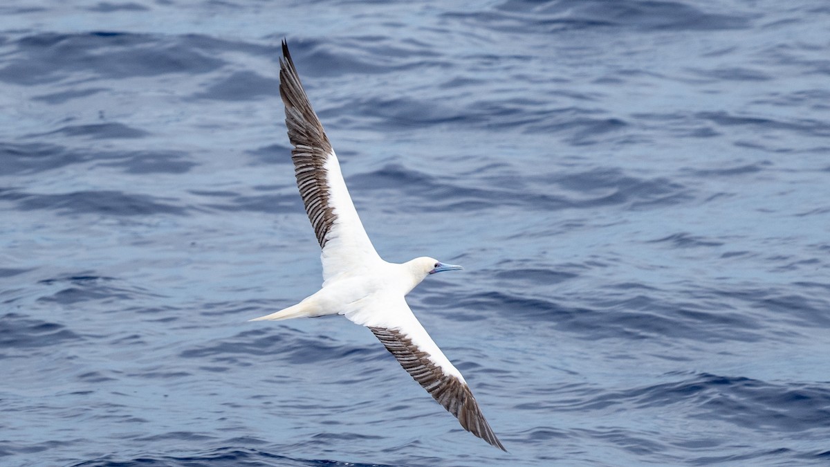 Red-footed Booby - ML617981743