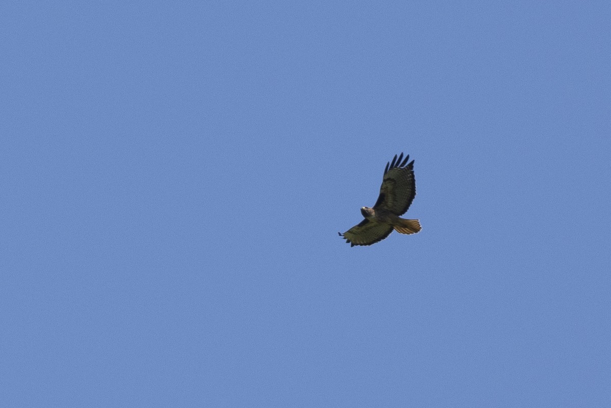 Red-tailed Hawk - Vinayak Hebbagil