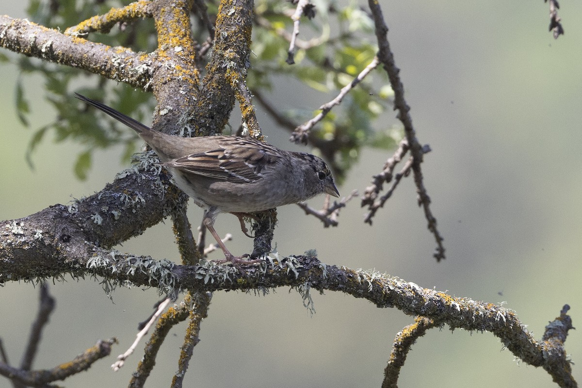 White-crowned Sparrow - Vinayak Hebbagil