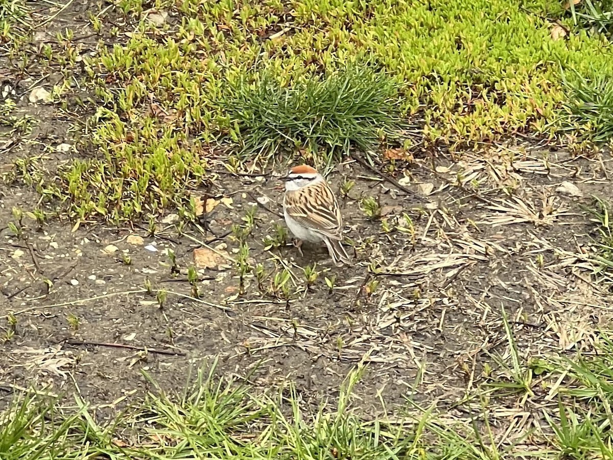 Chipping Sparrow - ML617981756