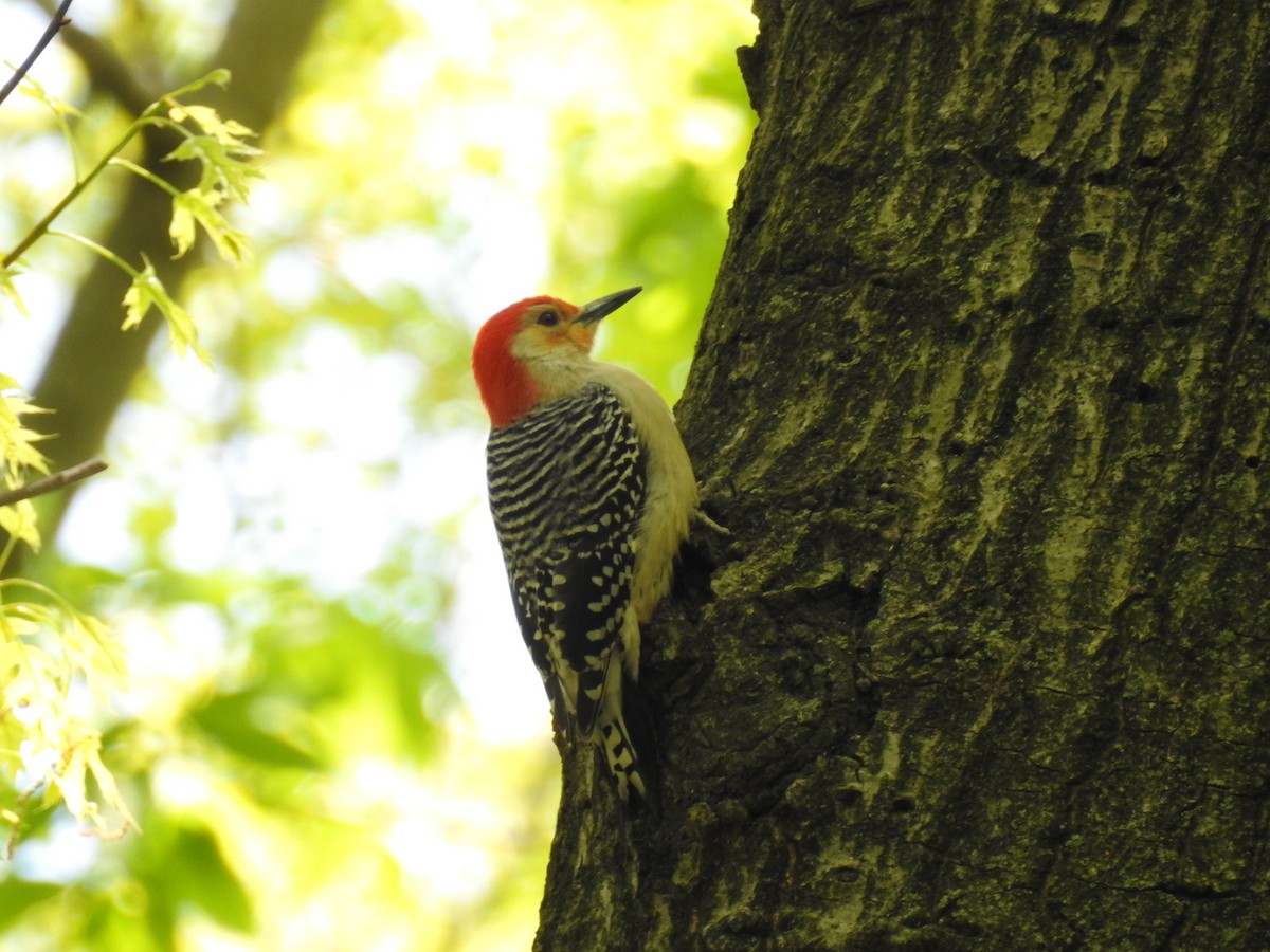 Red-bellied Woodpecker - ML617981759
