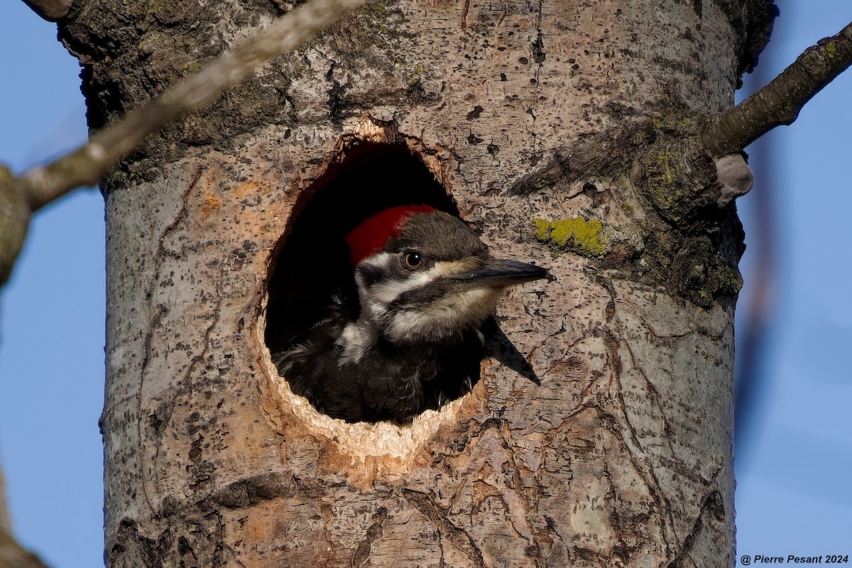 Pileated Woodpecker - ML617981785
