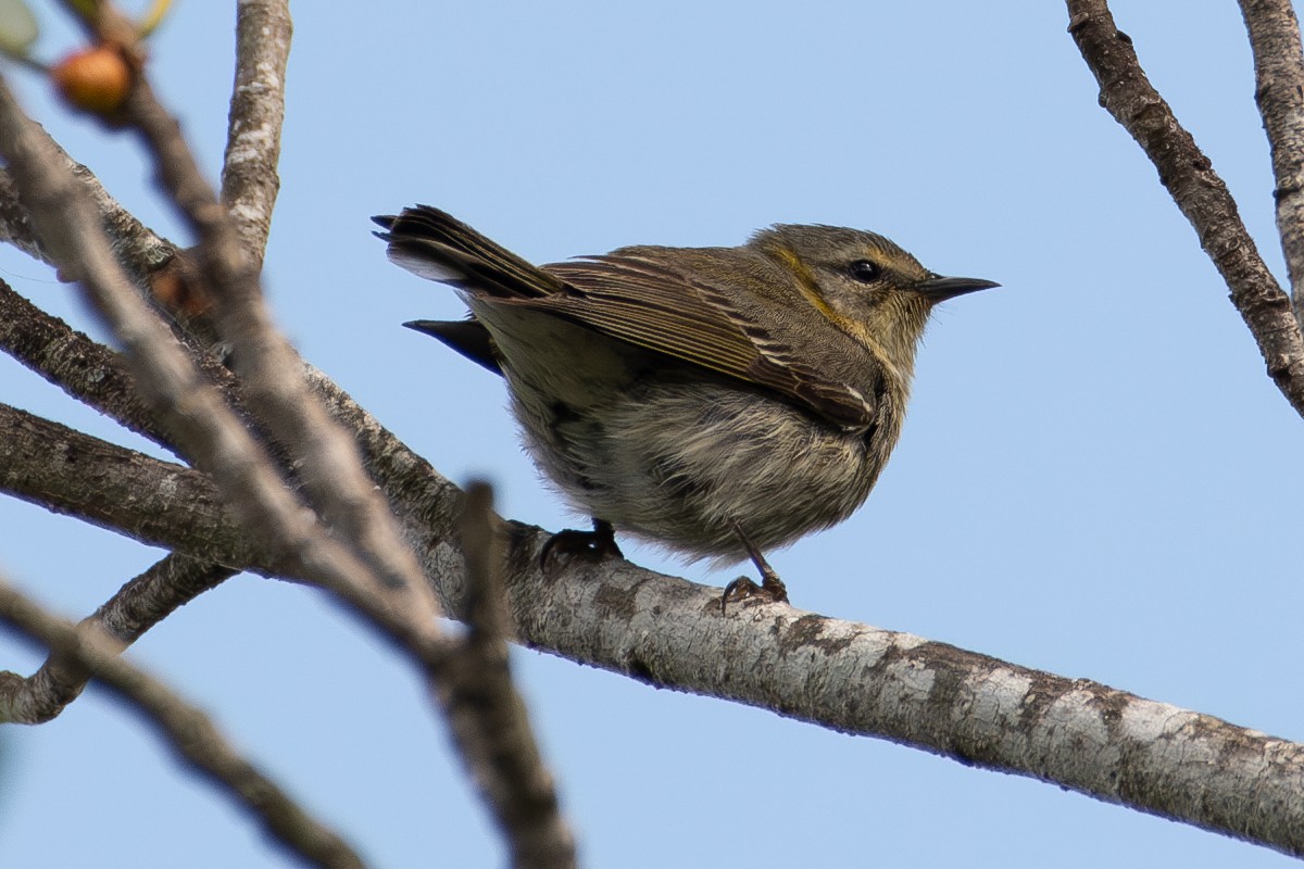Cape May Warbler - ML617981795