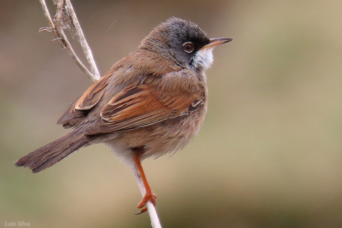 Spectacled Warbler - ML617981798