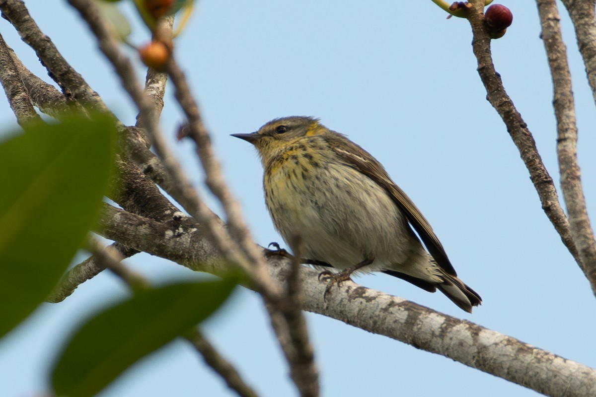 Cape May Warbler - ML617981799
