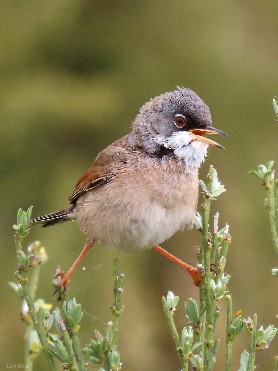 Spectacled Warbler - ML617981803