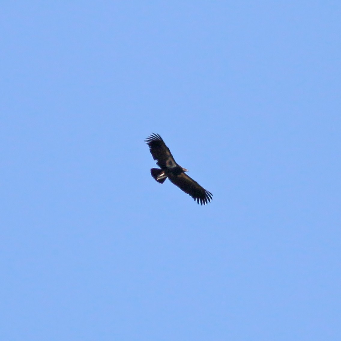 California Condor - ML617981815