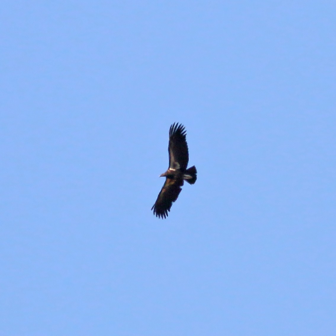 California Condor - ML617981816