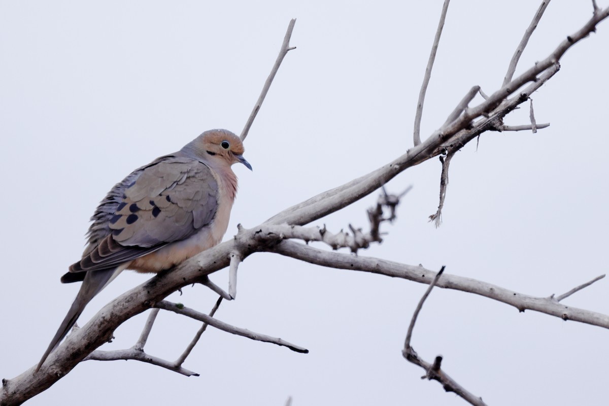 Mourning Dove - Tory Mathis