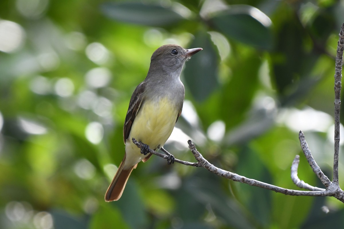 Great Crested Flycatcher - ML617981824
