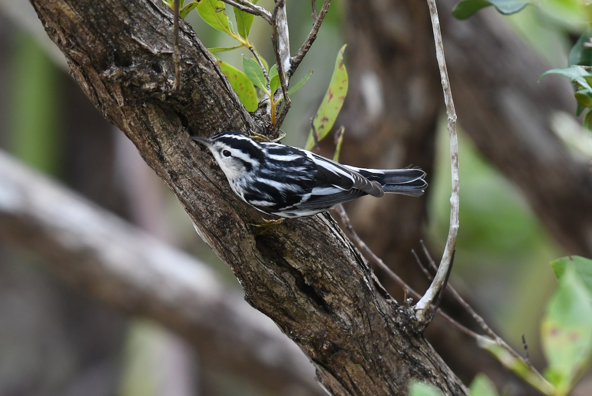 Black-and-white Warbler - ML617981829