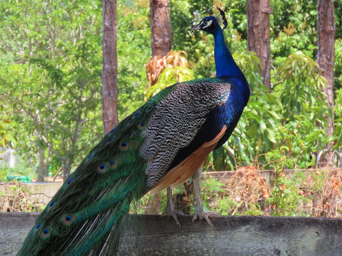 Indian Peafowl - Laurie Witkin