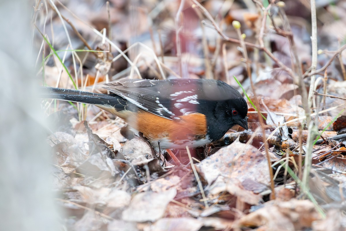 Spotted x Eastern Towhee (hybrid) - Andrew Standfield