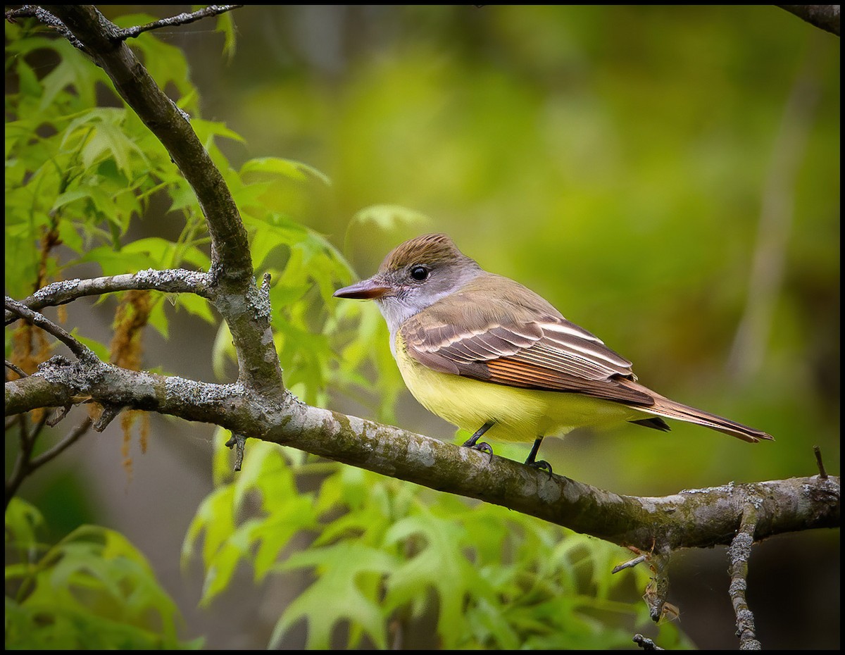 Great Crested Flycatcher - ML617981893