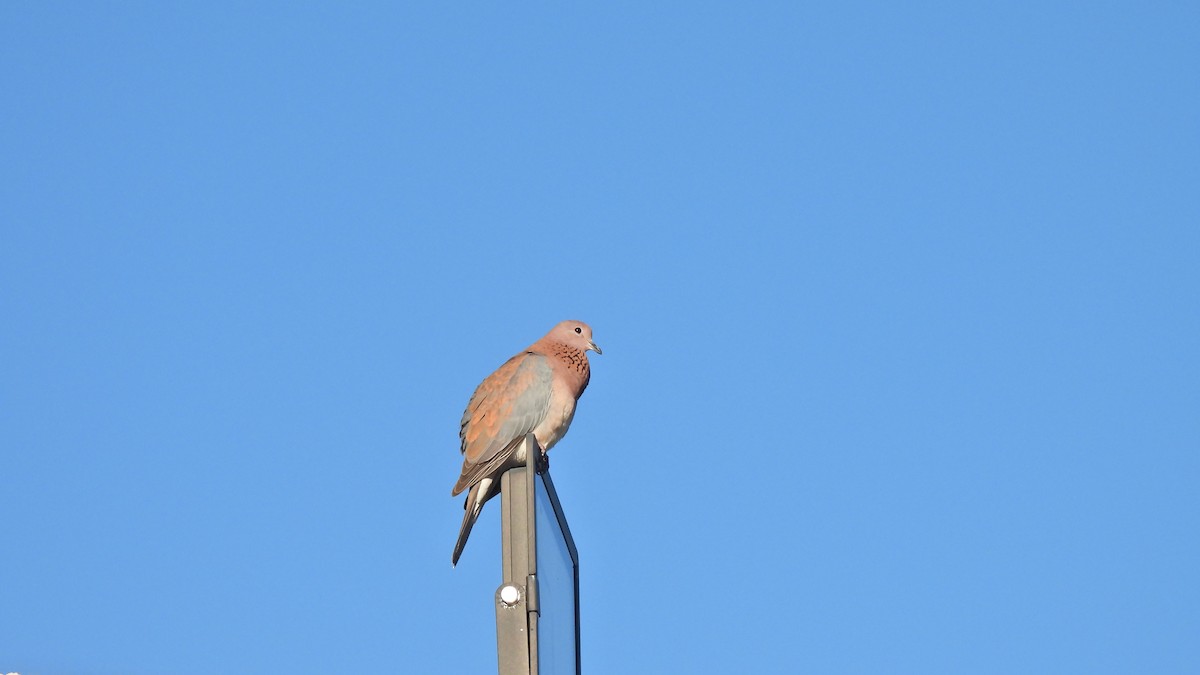 Laughing Dove - ML617981895