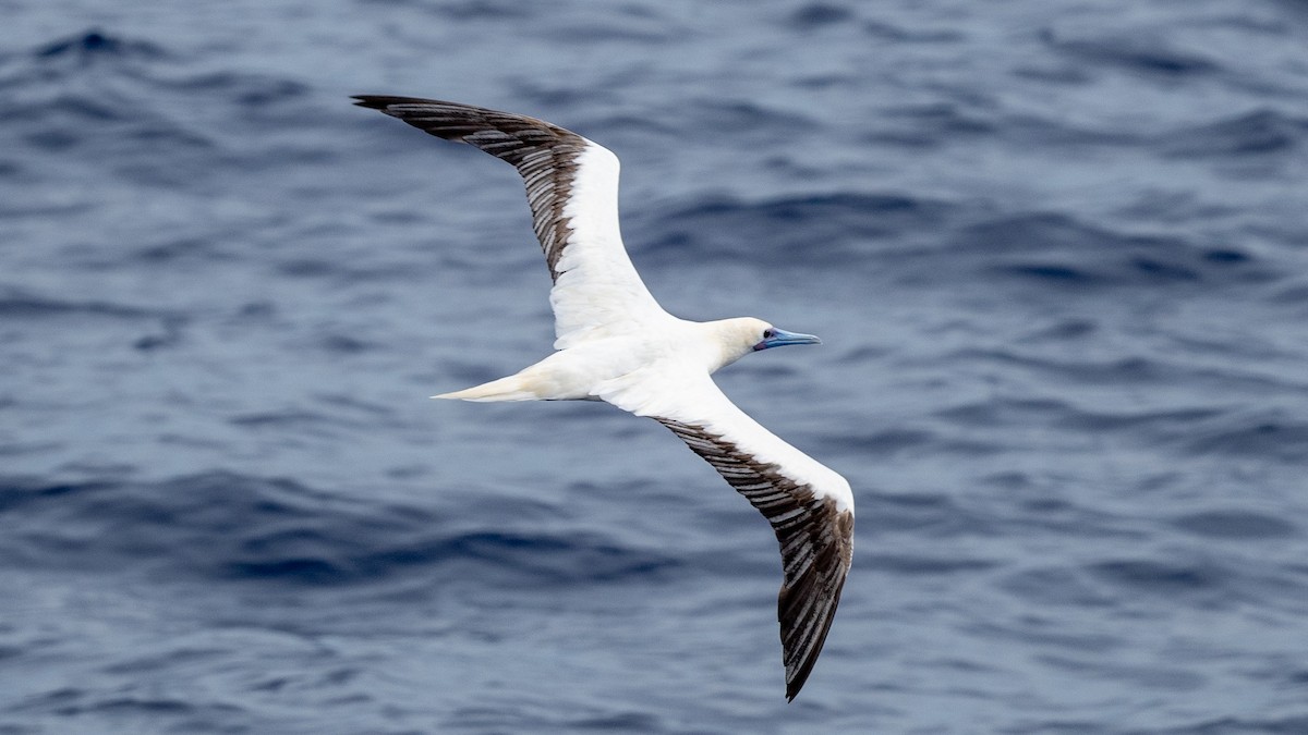 Red-footed Booby - ML617981897
