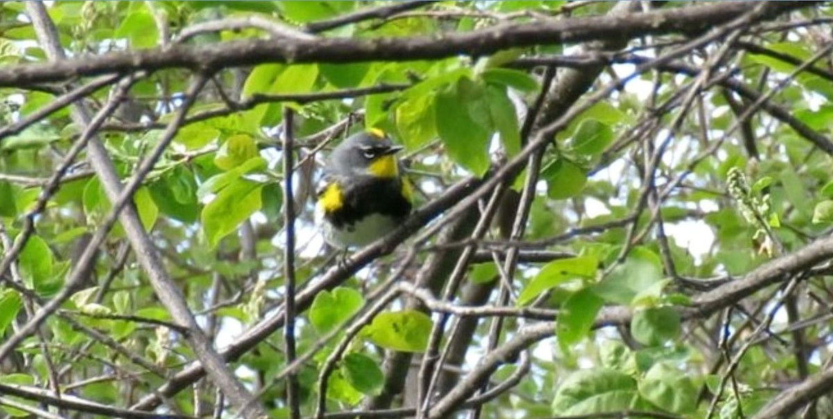 Yellow-rumped Warbler - ML617981899