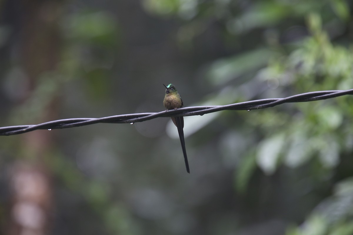 Violet-tailed Sylph - ML617981949