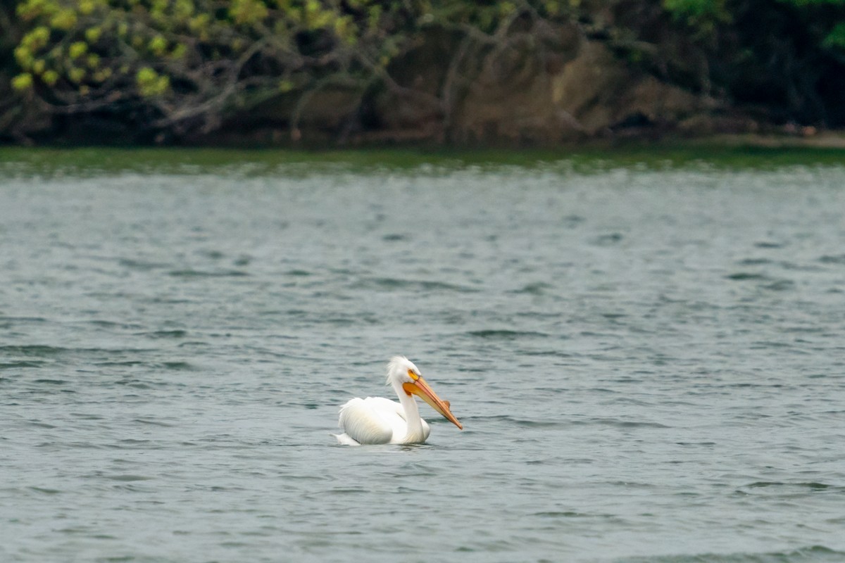 American White Pelican - Rick Wilhoit