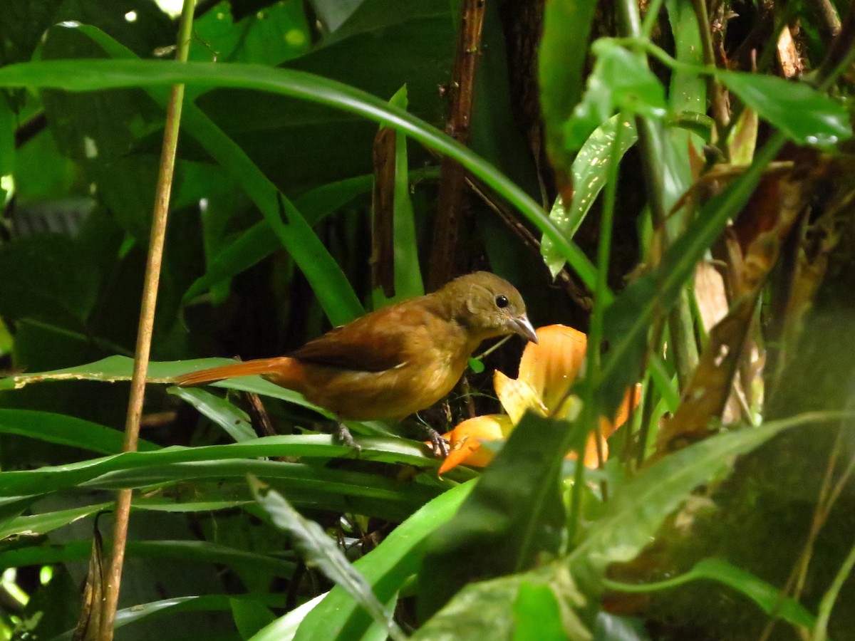 Ruby-crowned Tanager - ML617981980