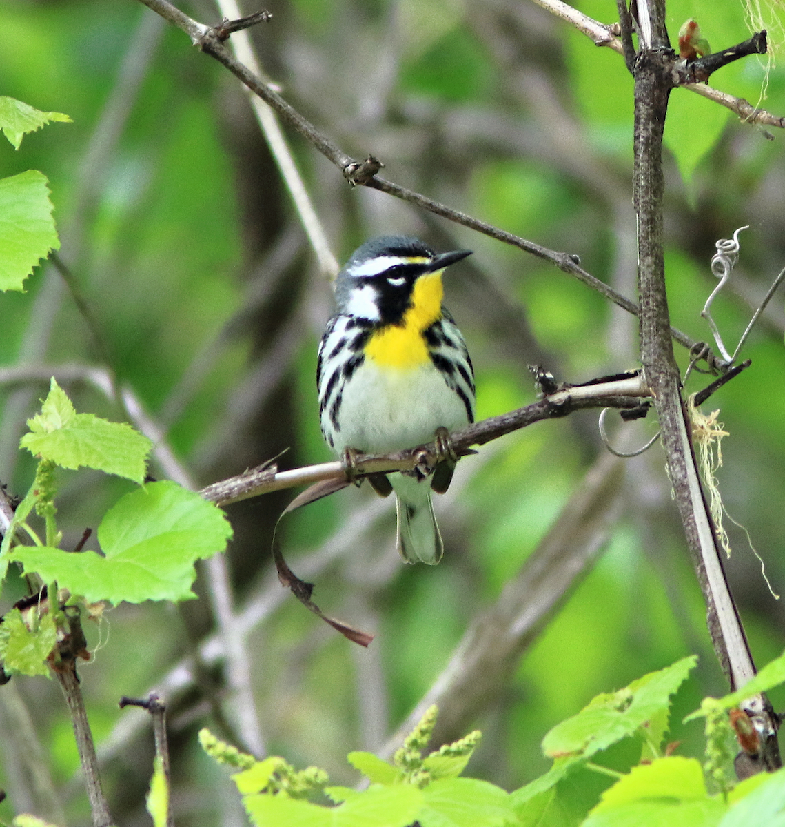 Yellow-throated Warbler - ML617981982