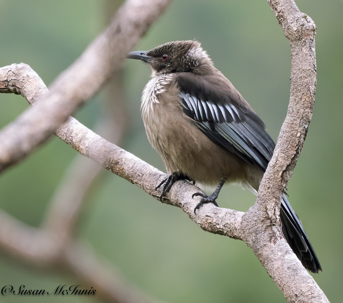 New Caledonian Friarbird - ML617982018