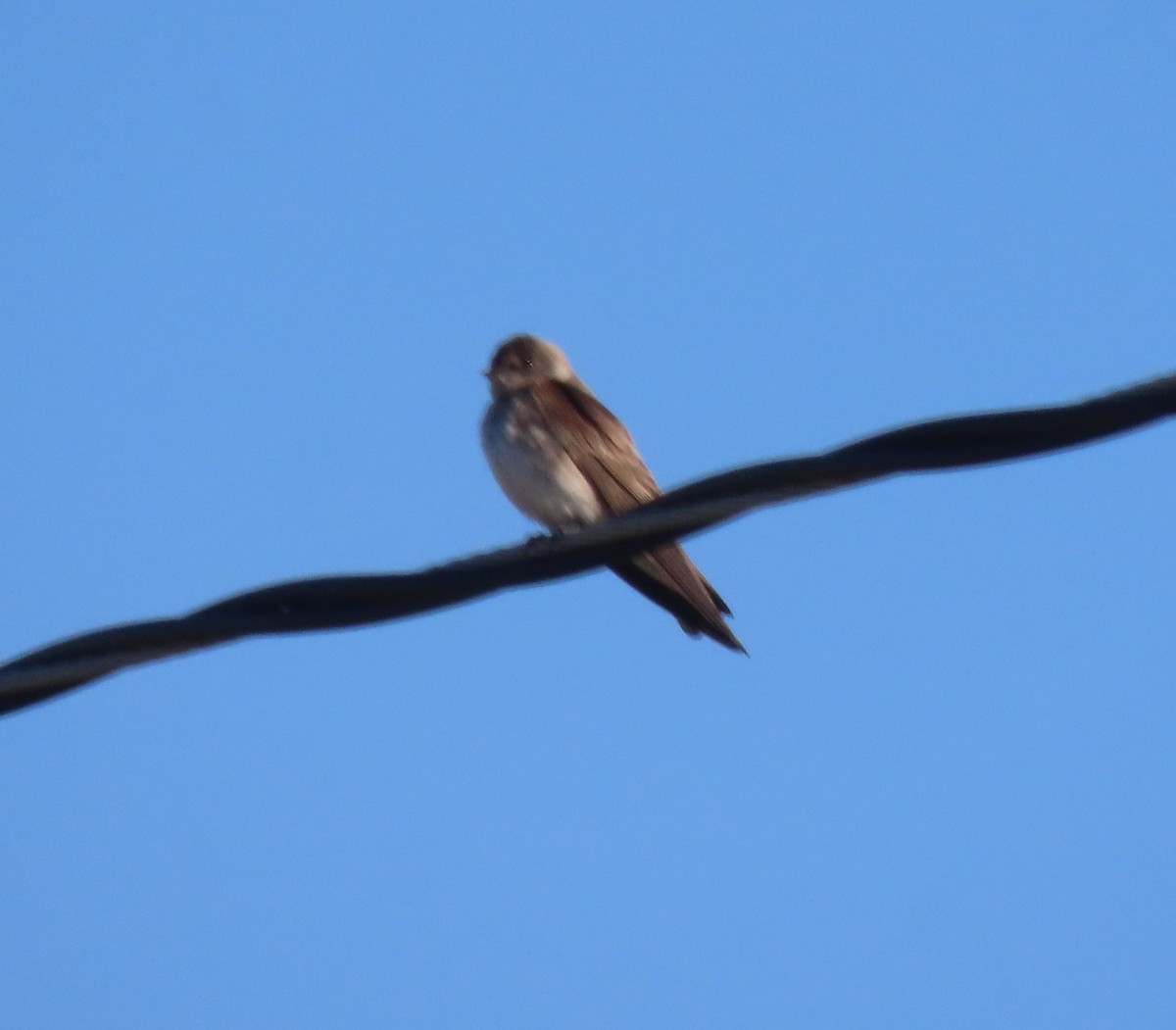 Northern Rough-winged Swallow - Elaine Wagner