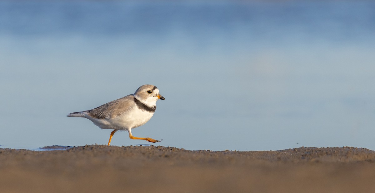 Piping Plover - ML617982036