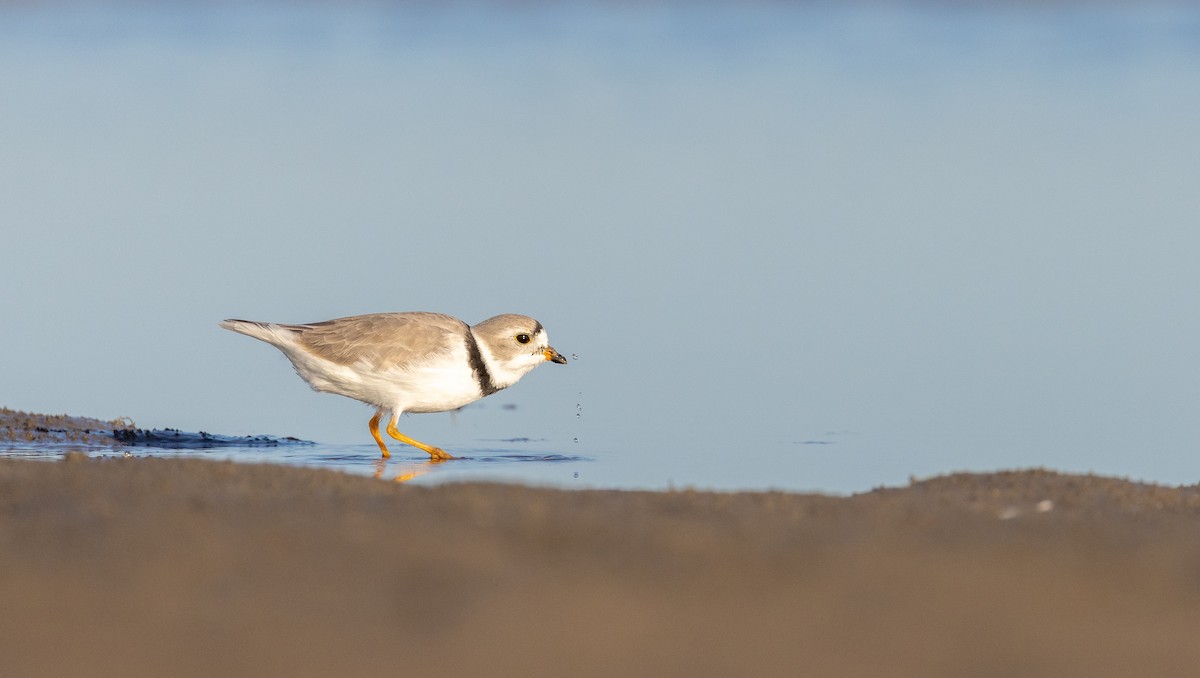 Piping Plover - ML617982038