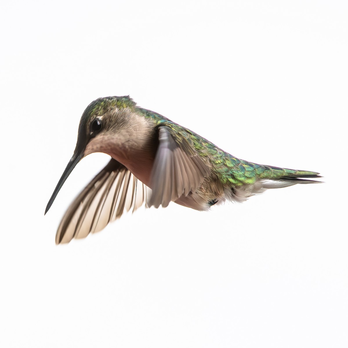 Ruby-throated Hummingbird - ML617982055
