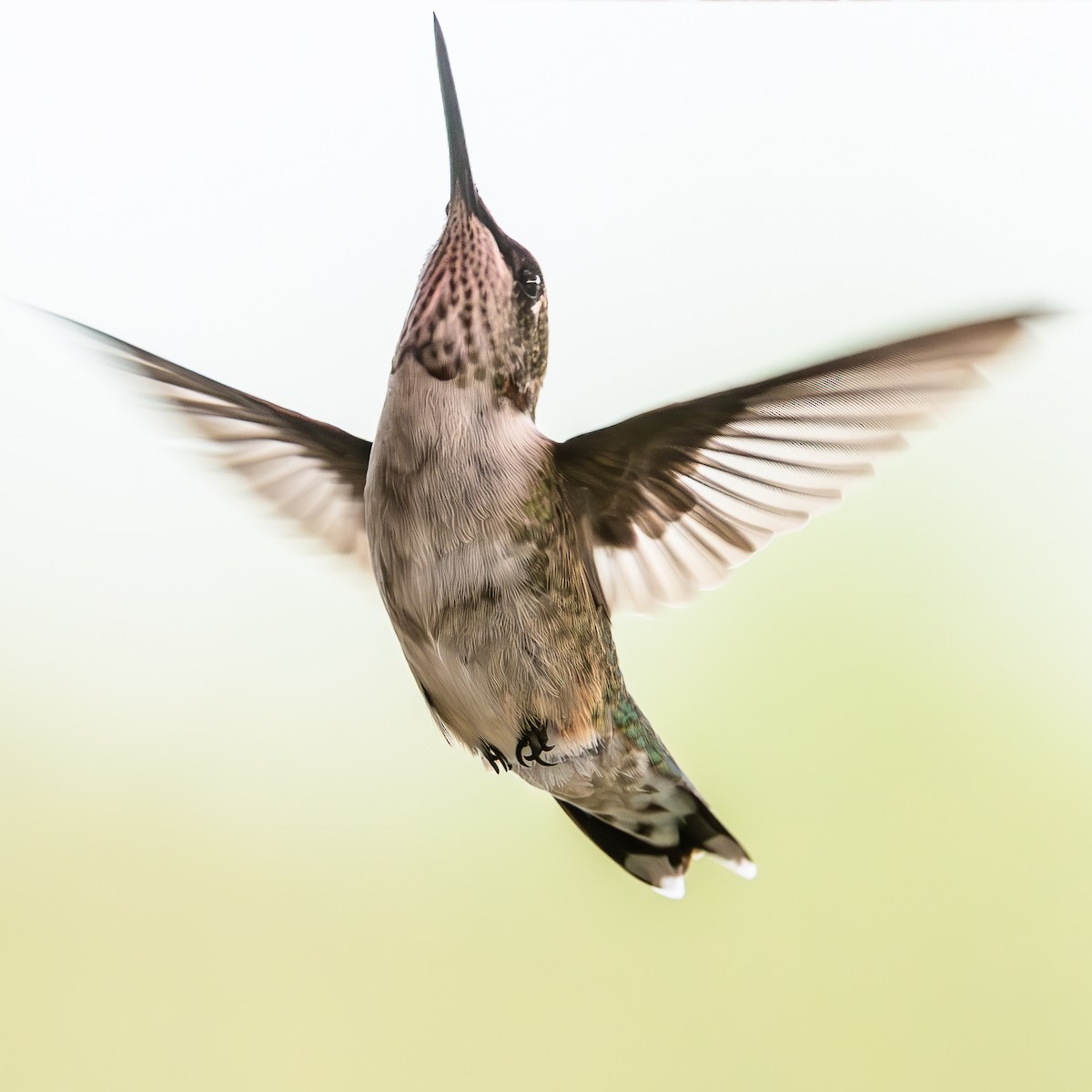 Ruby-throated Hummingbird - ML617982056