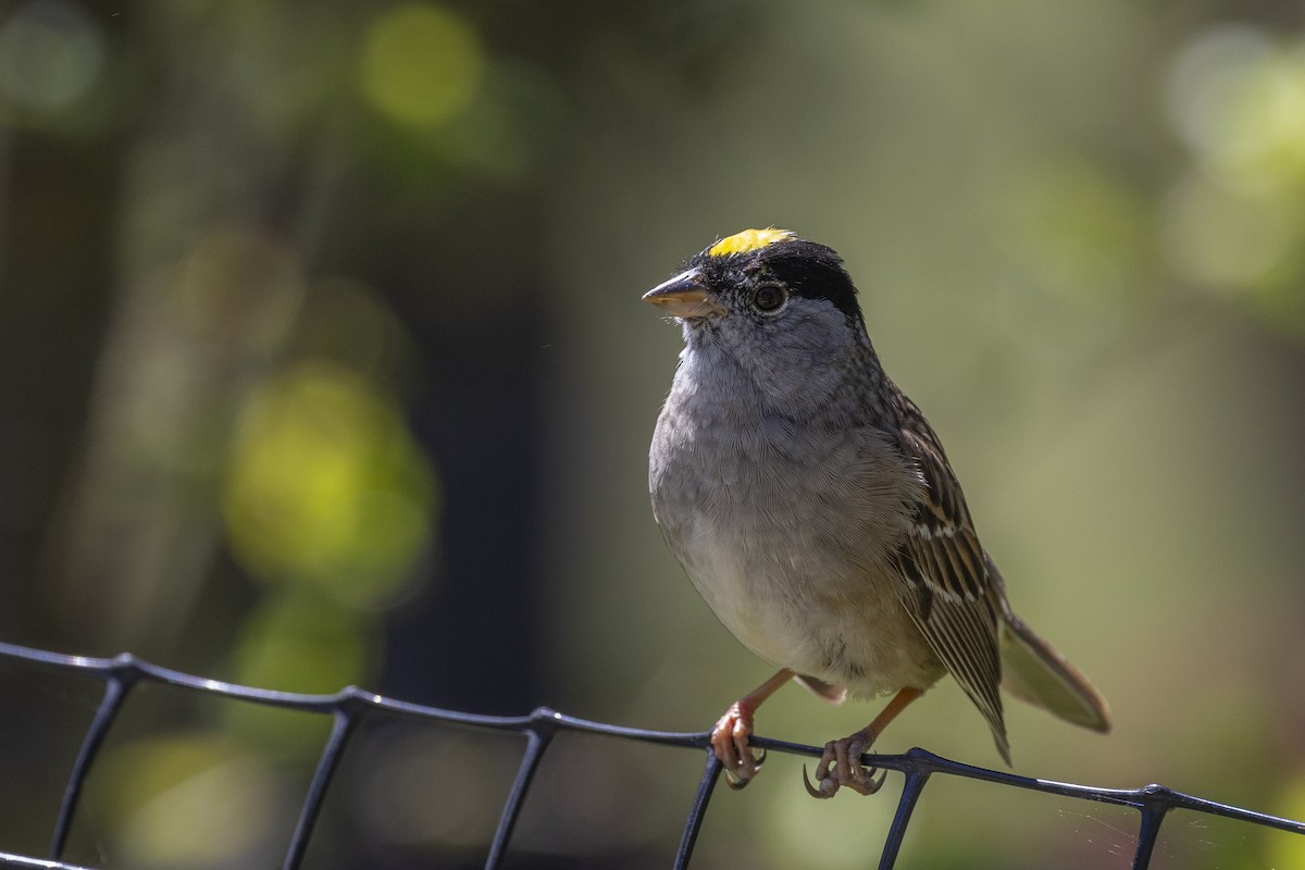 Golden-crowned Sparrow - ML617982151